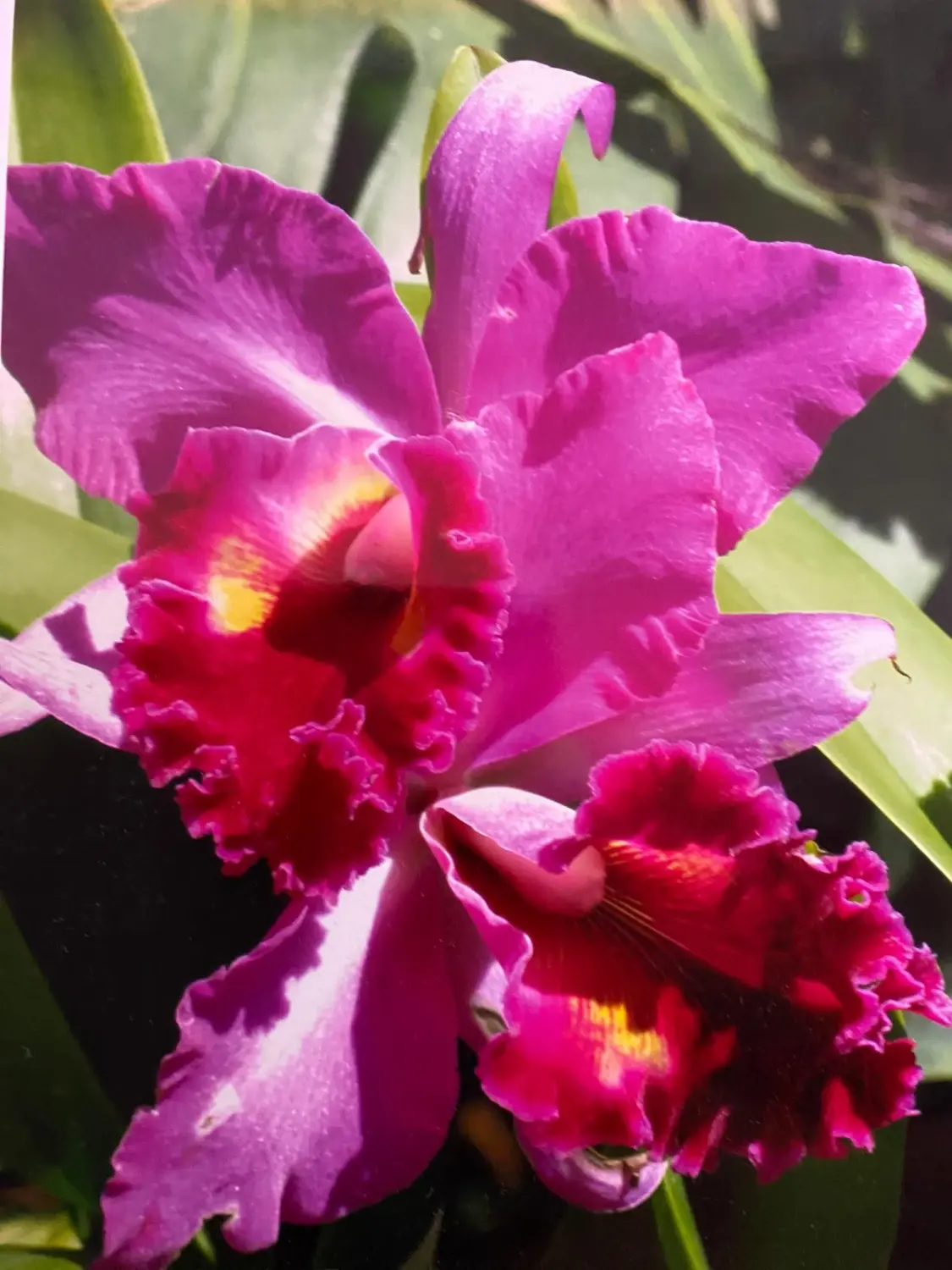 Blume von Annamaria Strötz