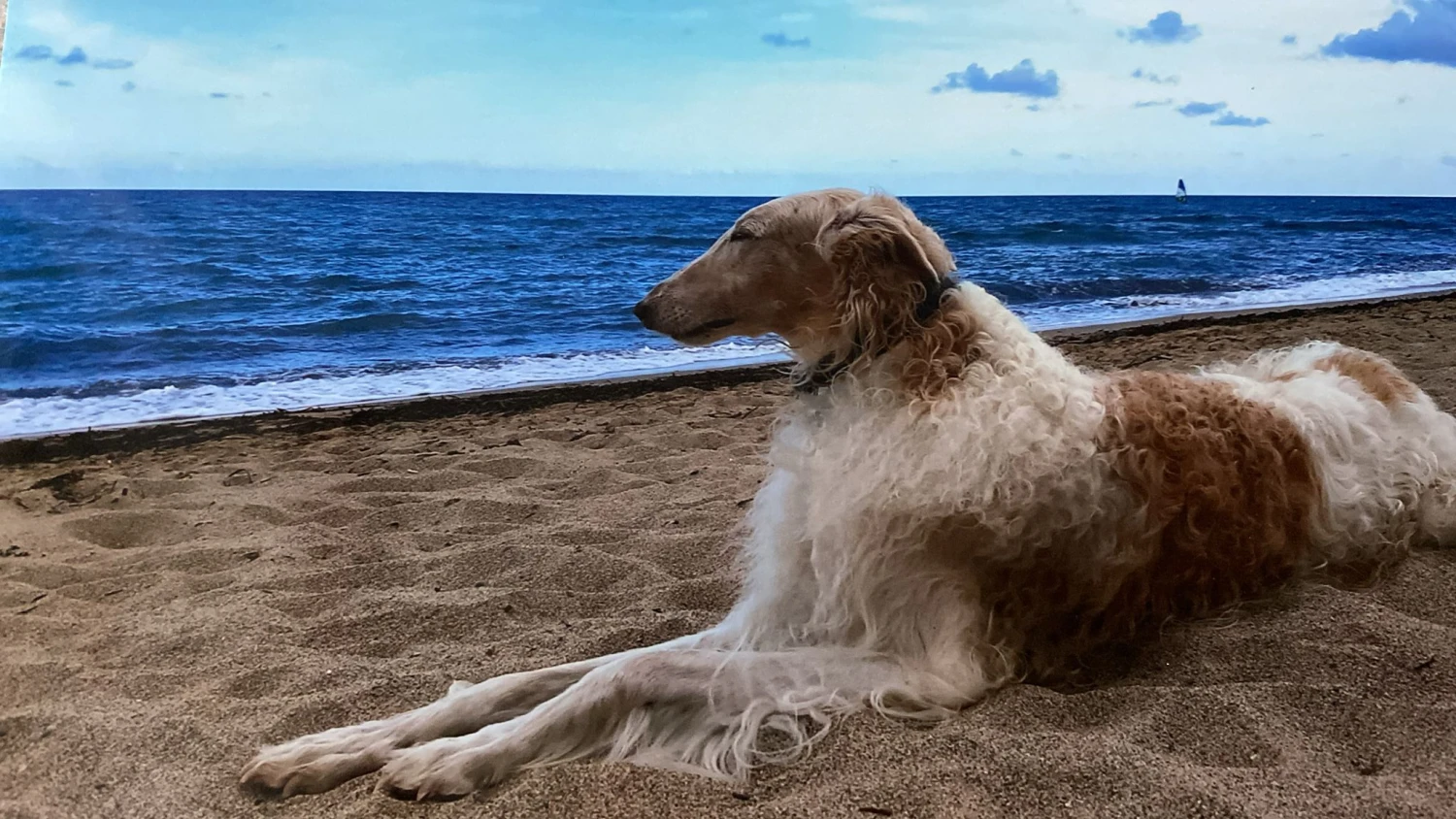 Hundebeobachtung mit Meerblick von Annamaria Strötz