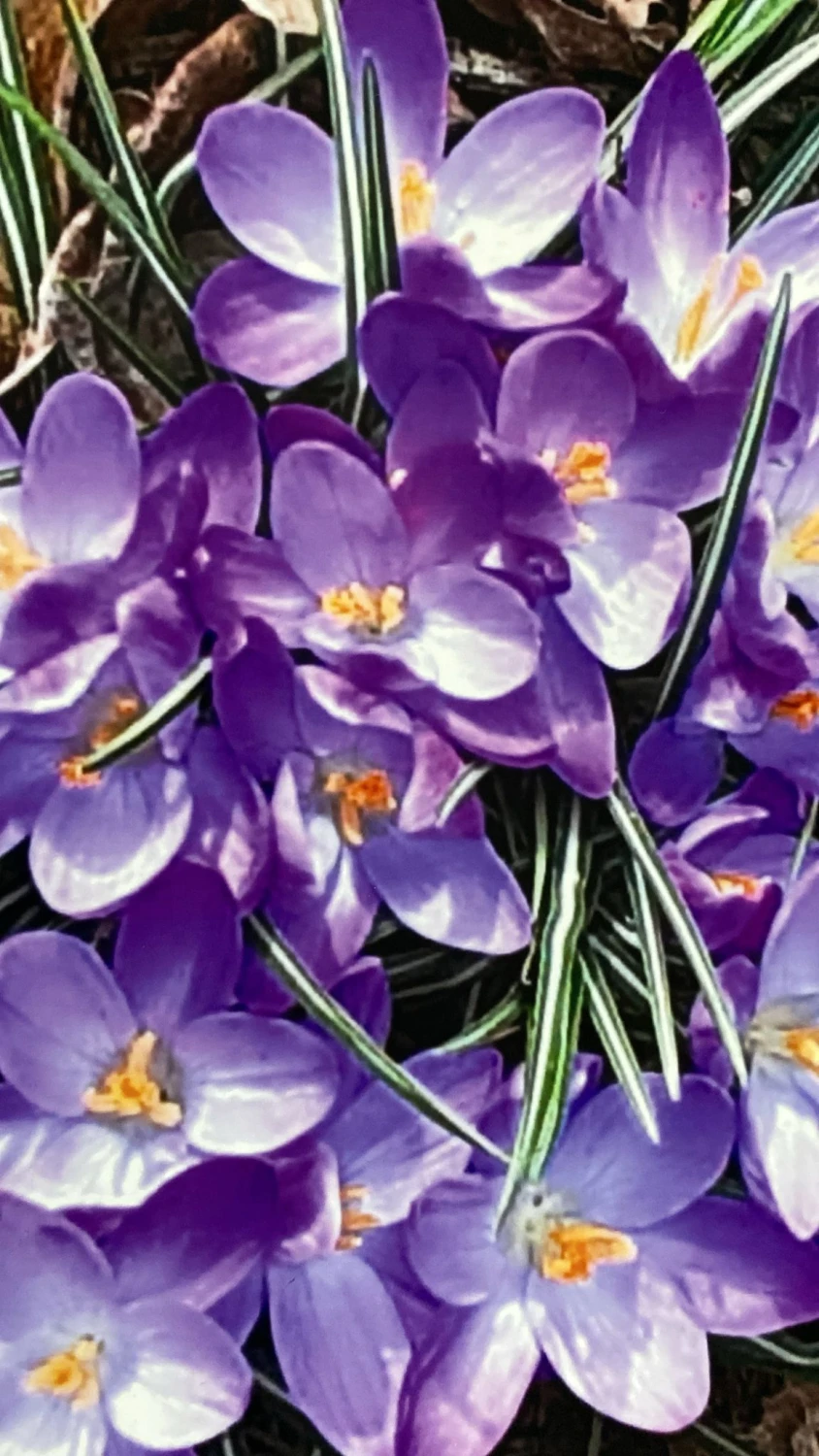 Blumen von Annamaria Strötz